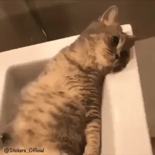 😳 1143a1d4 @Stickers_Official Katze, Spüle, süß, Tier, Haustier, lustig telegram sticker