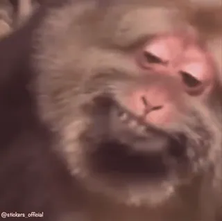 😁 412b3723 Affe, Tier, Meme, Affe, lustig, Wildtier telegram sticker