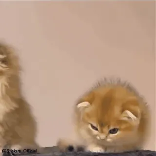 🤬 7bf54e6c kätzchen, katze, tier, haustier, süß, haustier telegram sticker