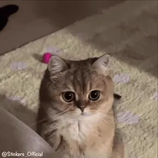 🥲 83fa6cf5 @Stickers_Official Katze, niedlich, Tier, Haustier, Kätzchen, lustig telegram sticker