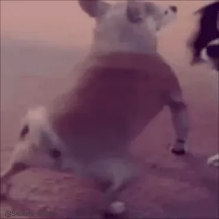 💃 a27164ed Hund, Tanzen, Corgi, Tier telegram sticker