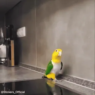 😎 cfab73df @Stickers_Official Vogel, Papagei, Gelb, Grün, Haustier, Tier telegram sticker