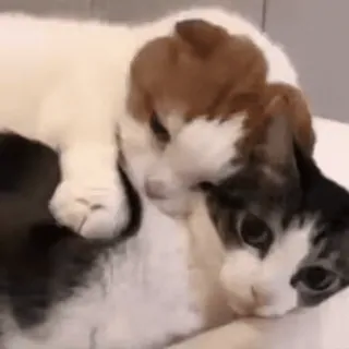 🫂 db06ae3b Katze, Welpe, Kätzchen, süß, Tiere, Freunde, Haustier telegram sticker