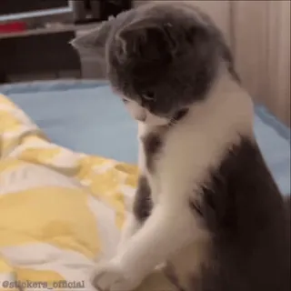 ☹️ e24d6019 @stickers_official Katze, Kätzchen, süß, Tier, Haustier telegram sticker