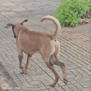 🏃‍♀️ e7e9a335 telegram sticker