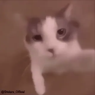 😘 ebbf1893 @Stickers_Official Katze, Tier, süß, Meme telegram sticker