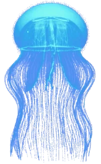 🪼 12fb42ac ubur-ubur, makhluk laut, samudra, kehidupan laut, biru, akuatik, hewan whatsapp sticker