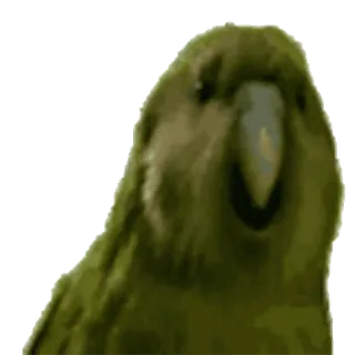 🦜 bca1b152 burung, burung beo, hijau, binatang, kea, satwa liar whatsapp sticker