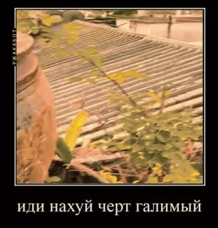 🌟 055ca6f3 иди нахуй черт галимый russian, insult, offensive, curse, roof, text, plant telegram sticker