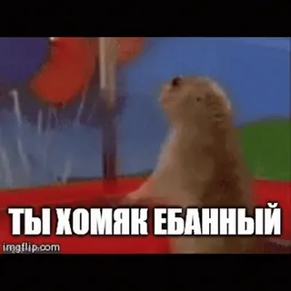🐹 0757986e ТЫ ХОМЯК ЕБАННЫЙ hamster, meme, funny, animal, russian telegram sticker