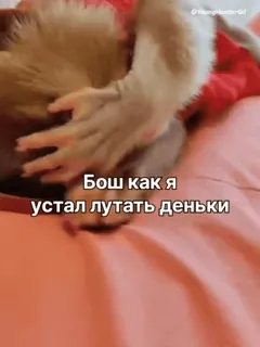 🌟 345d6d57 Бош как я устал лутать деньки cat, tired, funny, animal, russian, text telegram sticker