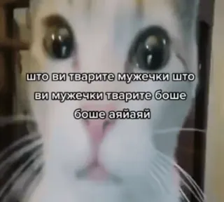 🌟 359dac07 што ви тварите мужечки што ви мужечки тварите боше боше айайай cat, meme, funny, animal, pet telegram sticker