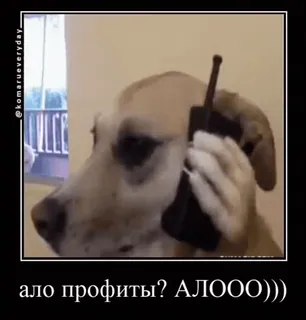 📞 3d30540f ало профиты? АЛООО))) dog, phone, funny, meme, russian, profit telegram sticker