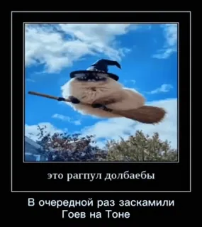 🌟 4507f4ee это рагпул долбаебы
В очередной раз заскамил Гоев на Тоне cat, witch, broom, flying, sky, clouds, russian, meme telegram sticker