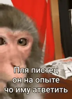 🌟 45919eb7 Пля пистец он на опыте чо иму атветить monkey, animal, text, russian telegram sticker