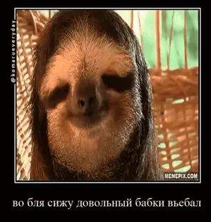 🫠 84b57ab7 во бля сижу довольный бабки въебал sloth, funny, animal, meme telegram sticker