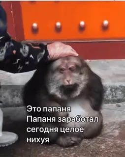 😣 b5032791 Это папаня
Папаня заработал
сегодня целое
нихуя monkey, animal, russian, humor, funny, meme telegram sticker
