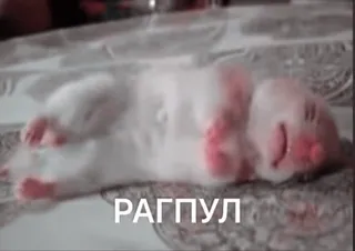 rekt by @crptjungle telegram stickers