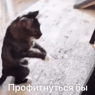 🌟 c2addb97 Профитнуться бы cat, funny, russian, meme, animal, pet telegram sticker