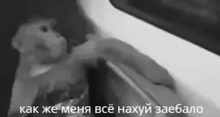 🌟 cd22e2aa как же меня всё нахуй заебало monkey, cussing, offensive, animal, frustration telegram sticker