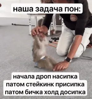 🌟 e0befbc8 наша задача пон:
начала дроп насипка
патом стейкинк присипка
патом бичка холд досипка monkey, text, animal telegram sticker