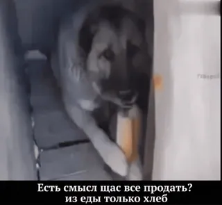 🌟 eb215ac2 Есть смысл щас все продать? из еды только хлеб dog, animal, bread, food, russian, sell, eat telegram sticker