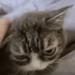 😌 26339239 mèo, thú cưng, động vật, dễ thương, nhà telegram sticker