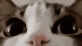 😱 32aaeb10 mèo, dễ thương, mắt, thú cưng, động vật telegram sticker