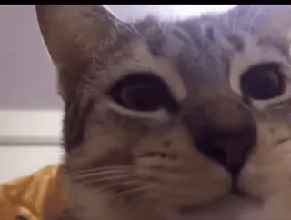 👌 3e3b7126 mèo, động vật, thú cưng, nhà telegram sticker