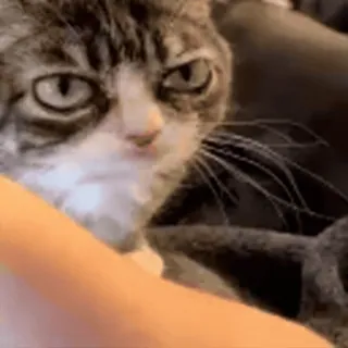 ❔ 503ed125 mèo, thú cưng, động vật, nhà, mèo telegram sticker