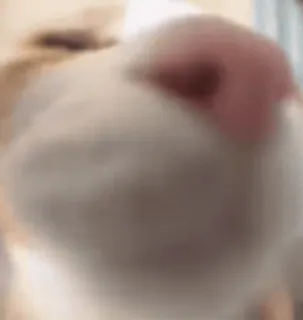 🌟 74283069 mèo, mũi, cận cảnh, động vật, thú cưng telegram sticker