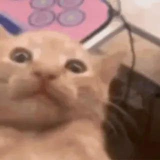 🤕 7b8bee09 mèo, meme, dễ thương, động vật, thú cưng telegram sticker