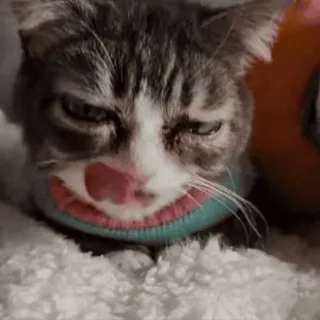 🌟 91f5c7f1 mèo, thú cưng, động vật, liếm, lưỡi, dễ thương telegram sticker