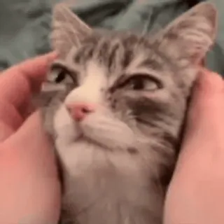 👋 9f9f4dea mèo, thú cưng, động vật, dễ thương, nhà telegram sticker