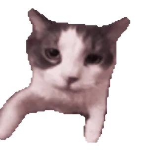 😘 c2d4b591 mèo, động vật, thú cưng, dễ thương, nhà telegram sticker