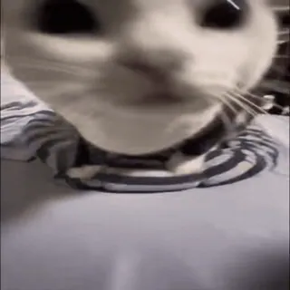 🌟 c34d8cff mèo, động vật, dễ thương, thú cưng, trắng telegram sticker