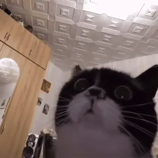 🫵 cdf19b3a mèo, động vật, thú cưng, dễ thương, hài hước telegram sticker