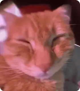 📞 d5180e85 mèo, động vật, nhà, thú cưng, cam, mèo telegram sticker