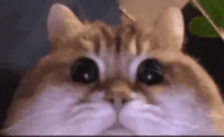 🤨 e1bfd923 mèo, dễ thương, động vật, meme, hài hước telegram sticker