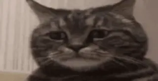 😢 f0b90753 mèo, động vật, thú cưng, dễ thương, buồn telegram sticker