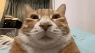 🌟 f2cbb6cb mèo, mèo mướp cam, dễ thương, thú cưng, động vật telegram sticker