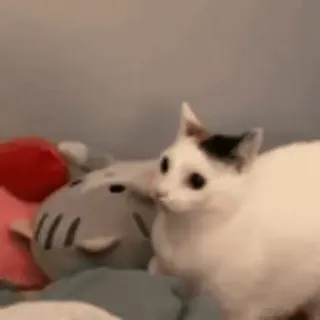 😋 fe2a6a66 mèo, mèo trắng, thú cưng, dễ thương, động vật telegram sticker