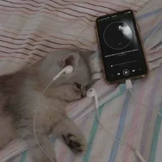 🎧 60a6133e Musical Hidden Paradigm by Larne Caldwell gatto, musica, cuffie, ascolto, rilassato, carino, animale whatsapp sticker