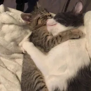 🤗 6fd6cd09 gatto, gattino, animali, abbraccio, carino, animali domestici, dormire whatsapp sticker