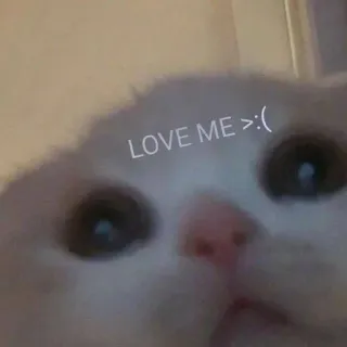 🥺 da985399 LOVE ME >: ( gatto, amore, meme, triste, carino, animale domestico, animale whatsapp sticker
