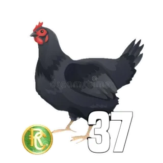 🧙‍♀️ fcae2bd9 37 poulet, animal, nombre, pièce telegram sticker