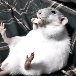 🐁 854f9415 szczur, zwierzę, zwierzak, gryzoń, słodki telegram sticker