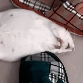 Мышки @I_love_pivoo :: @fStikBot whatsapp stickers