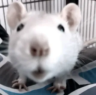 🐁 d9e50498 szczur, zwierzę, zwierzę domowe, gryzoń, biały szczur telegram sticker