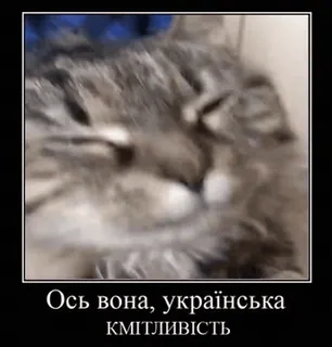 🙃 08f5f015 Ось вона, українська кмітливість 고양이, 우크라이나, 텍스트, 밈, 유머 telegram sticker